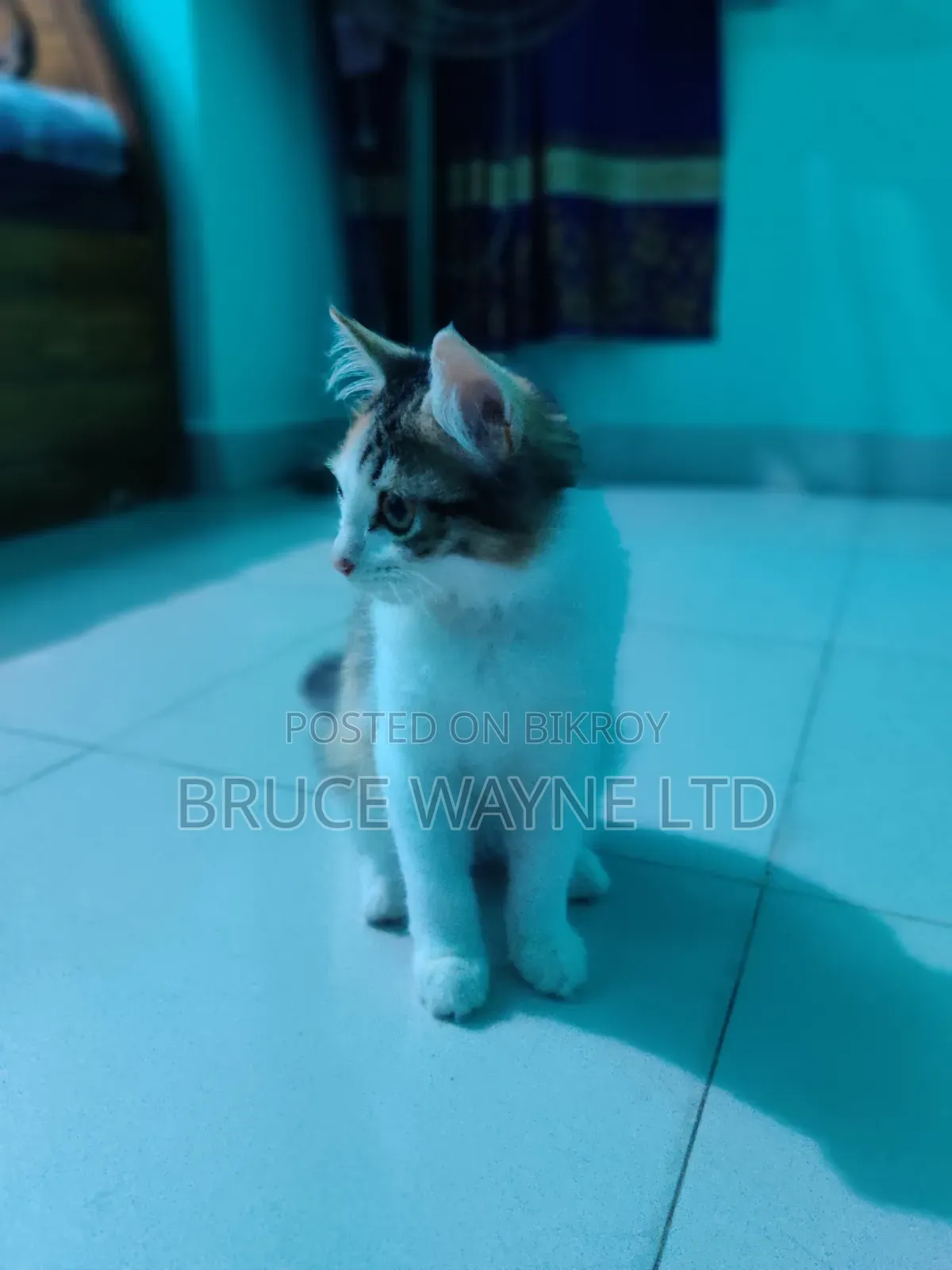 3-6 months Female Mixed Breed Persian