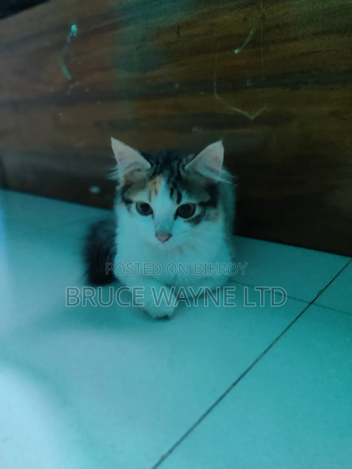 3-6 months Female Mixed Breed Persian