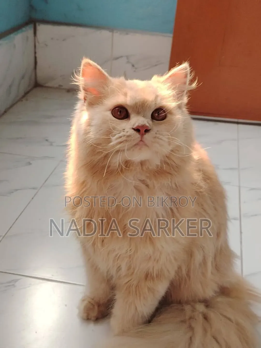 3-6 months Female Purebred Persian