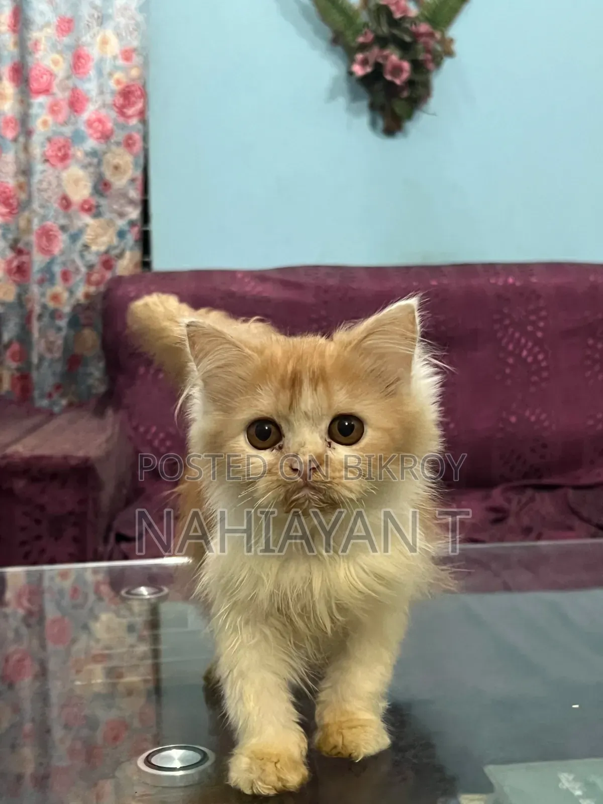1-3 months Male Purebred Persian