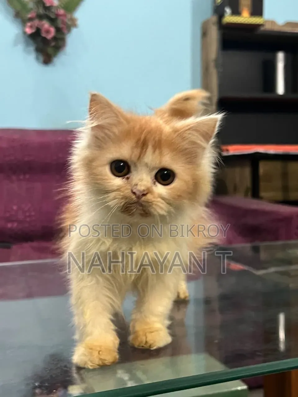 1-3 months Male Purebred Persian