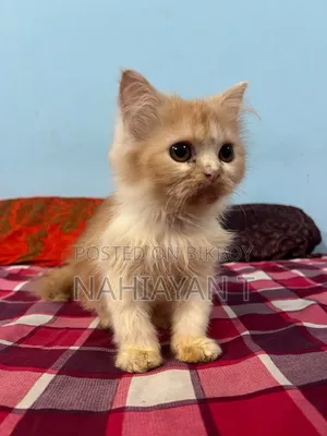 1-3 months Male Purebred Persian