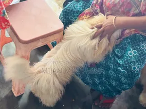 6-12 Months Male Purebred Shih Tzu