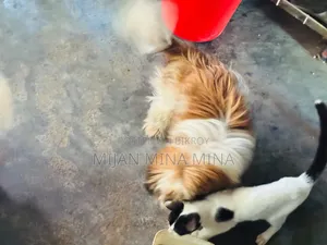 ৬-১২ মাসের পুরুষ বিশুদ্ধ জাতের শিহ ত্যু