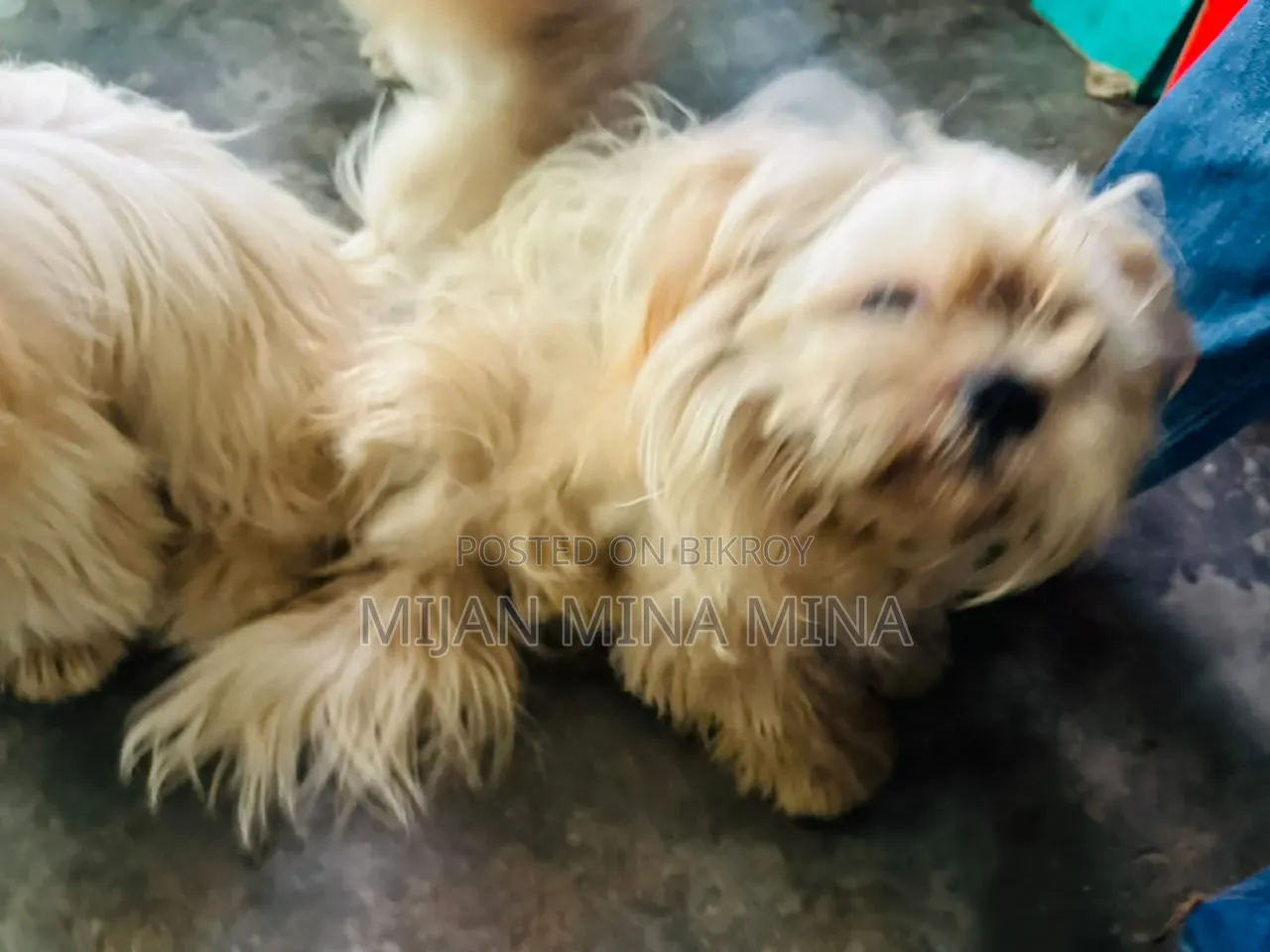 ৬-১২ মাসের পুরুষ বিশুদ্ধ জাতের শিহ ত্যু