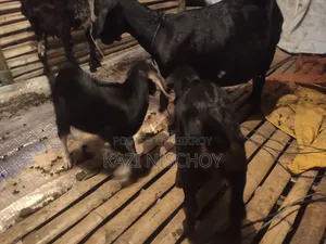 A pregnant goat