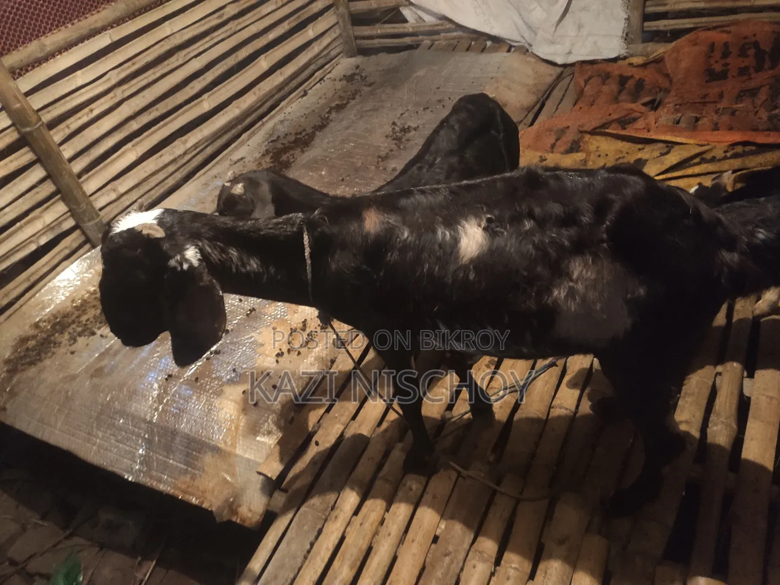 A pregnant goat