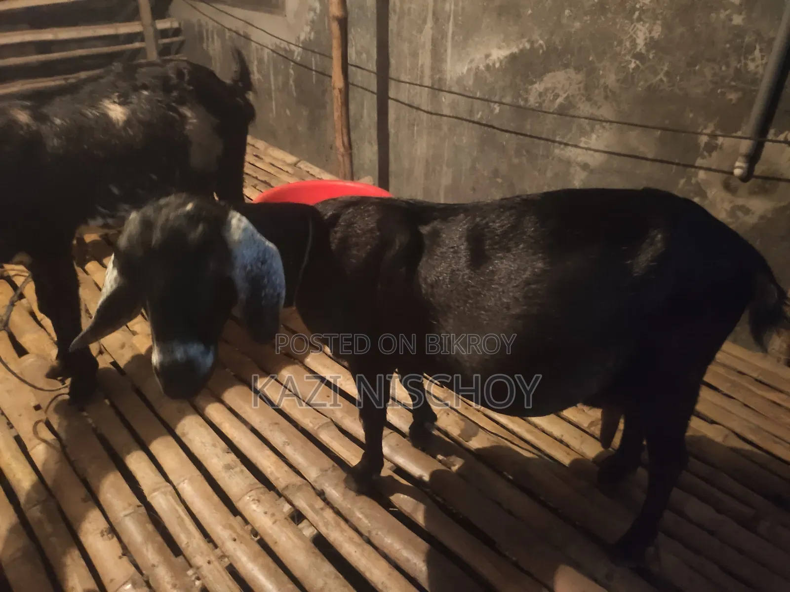A pregnant goat