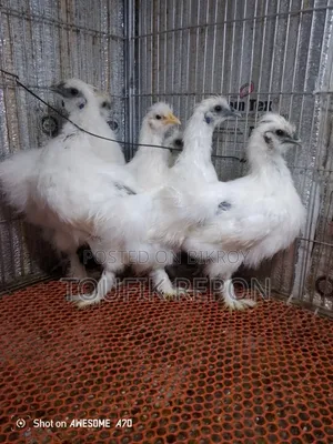Silkie for sale