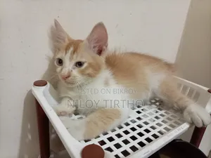 1-3 months Male Mixed Breed Cat