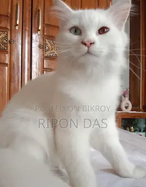 6-12 months Male Purebred Persian