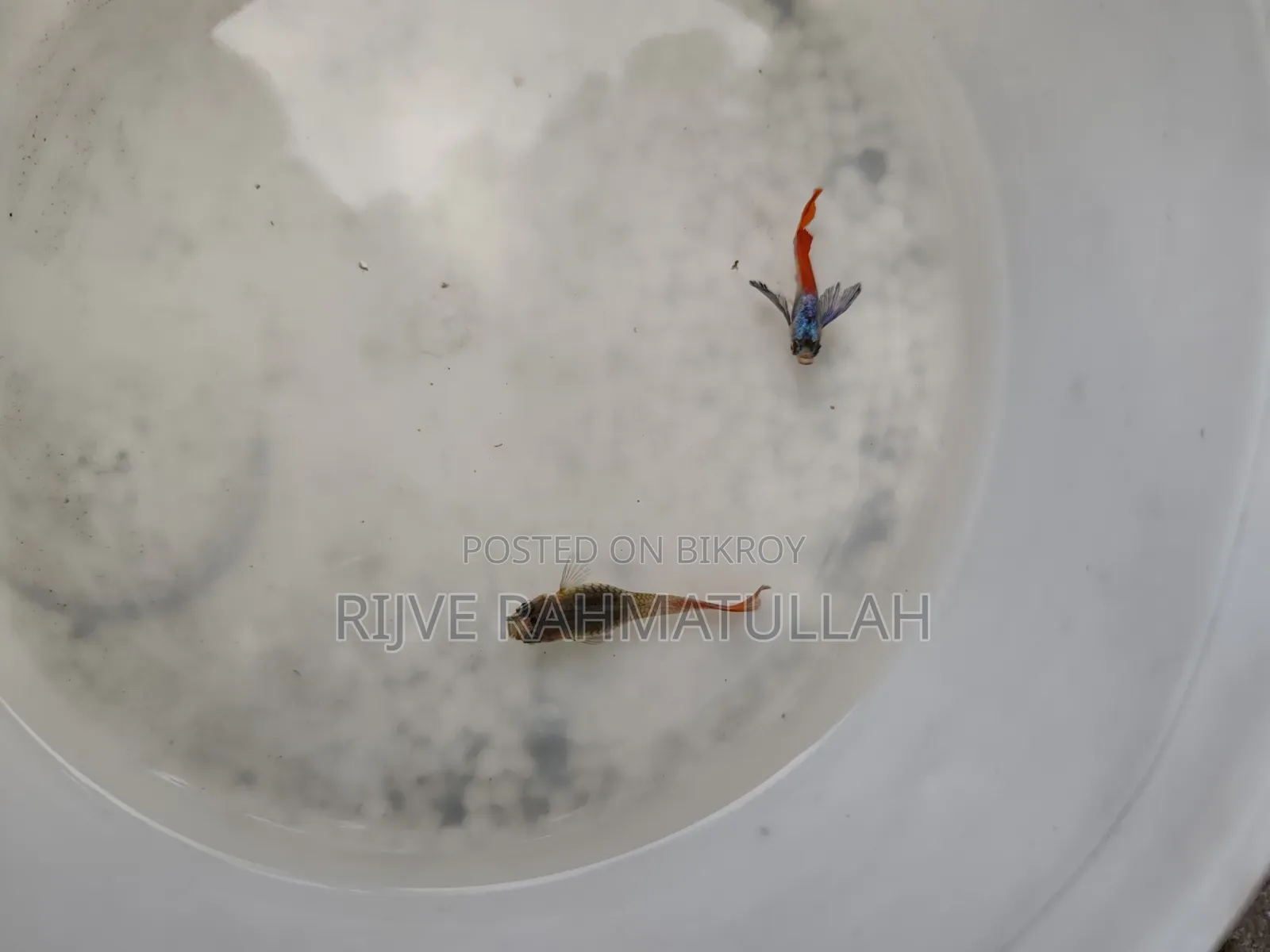 আরটিপি বিক্রি করা হবে।