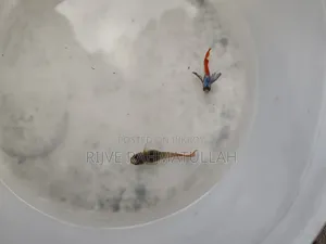 আরটিপি বিক্রি করা হবে।