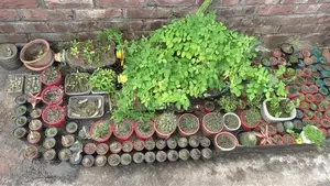 Photo - Cactus plants