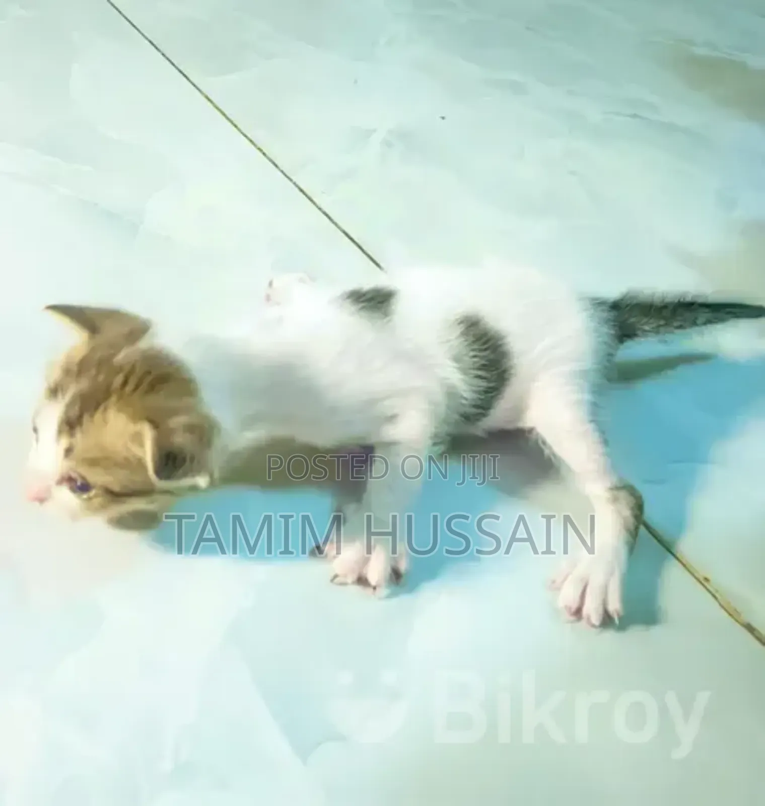 0-1 month Female Purebred Persian