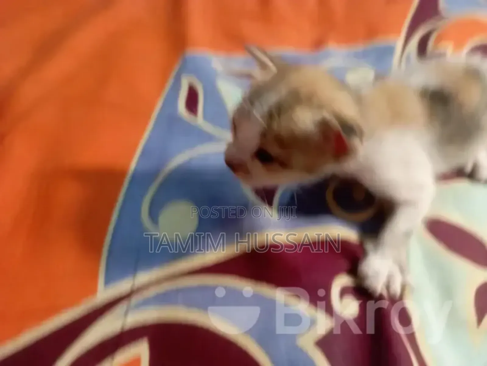 0-1 month Female Purebred Persian