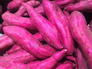 Photo - Big Size Fresh Sweet Potato Shah Agro Farm Garden Plants1kg