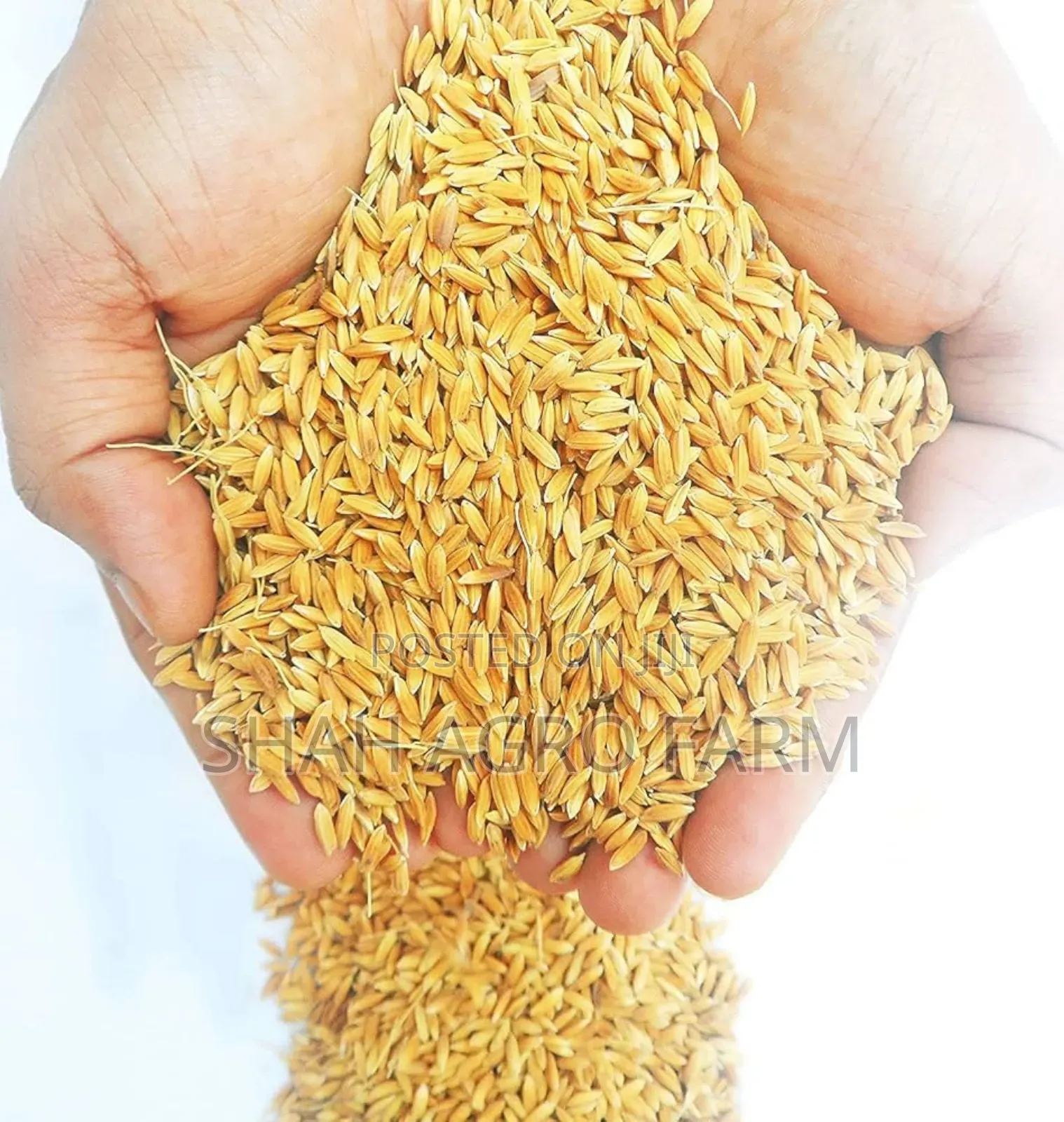 Chinigura Paddy Dhan for Bird -1 Kg