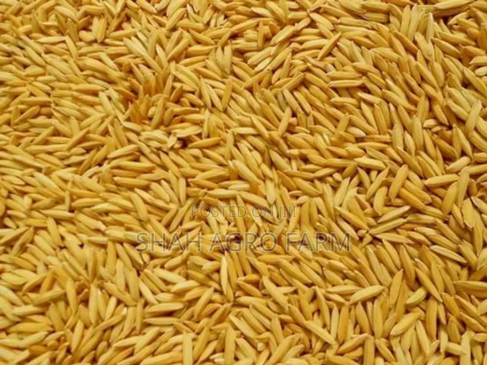 Chinigura Paddy Dhan for Bird -1 Kg