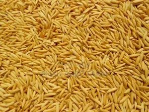 Chinigura Paddy Dhan for Bird -1 Kg