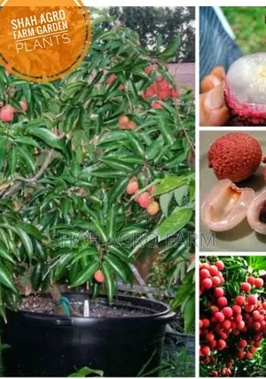 Photo - Chaina 3 Lichu Tree 1 Ps Shah Agro Farm Garden Plants -1 Ps