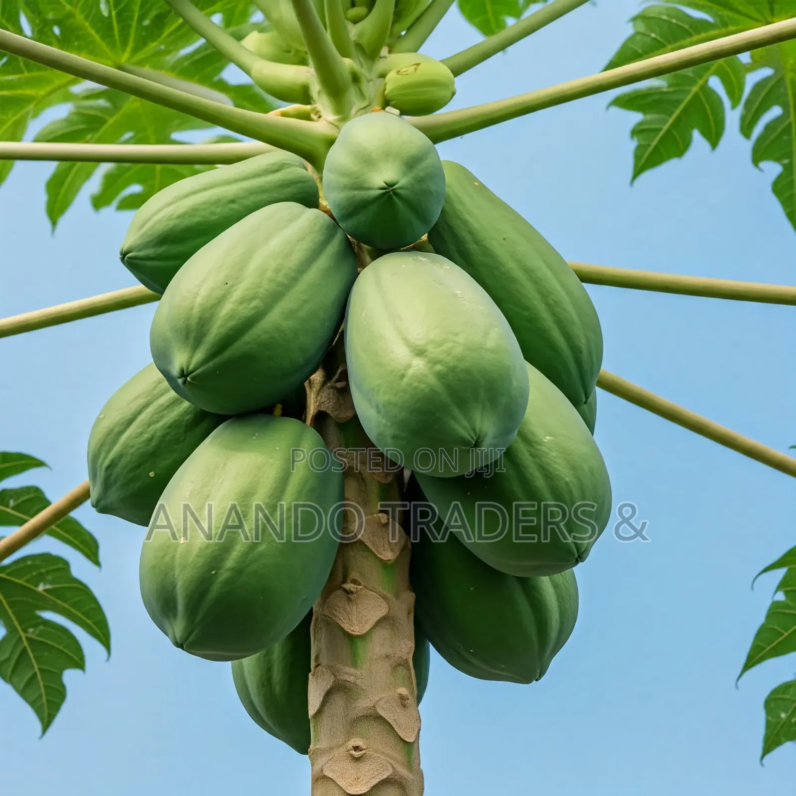 High Quality All Season Papaya Seeds, Pepe2 Pack