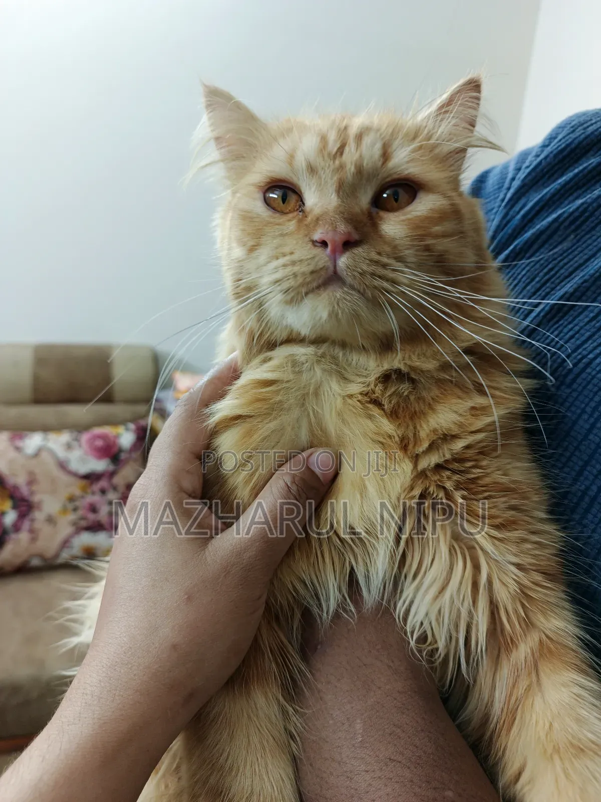 6-12 months Male Purebred Persian