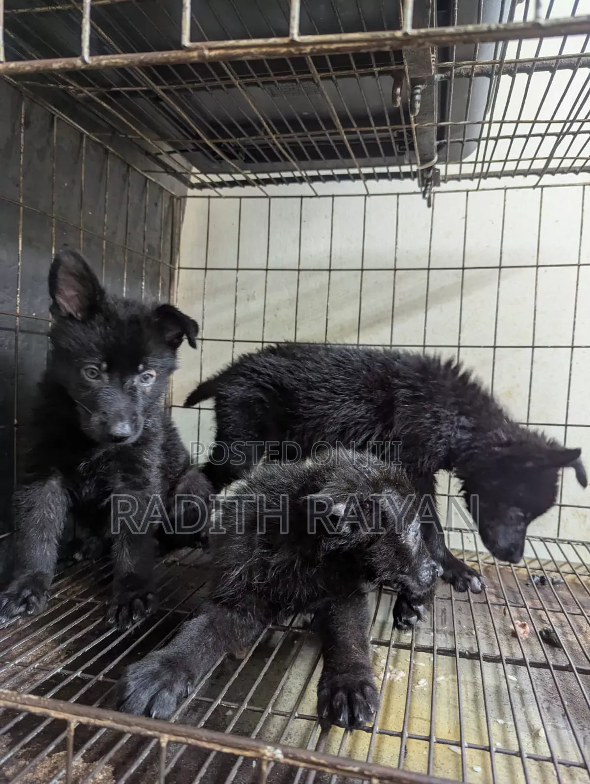 1-3 months Male Purebred German Shepherd