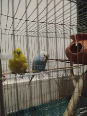 Photo - Bjigar Birds