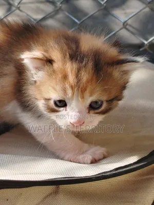 0-1 month Female Mixed Breed Persian