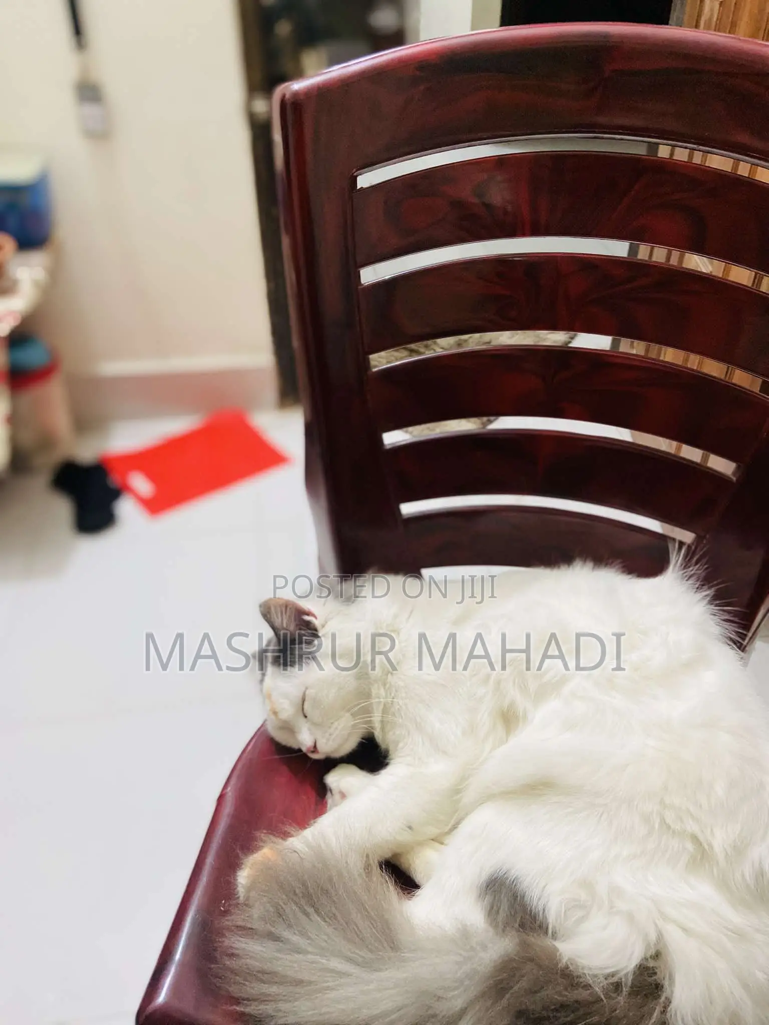 1+ year Male Purebred Persian