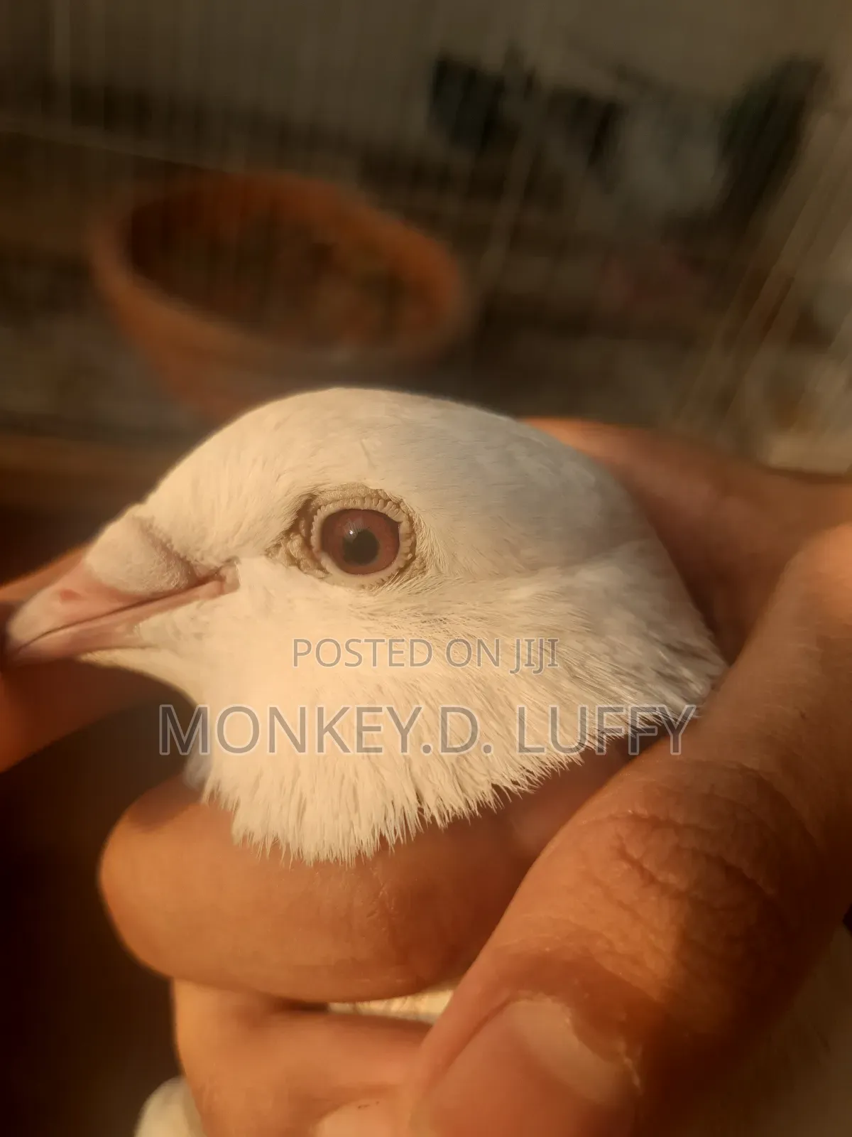 Racer Kobutor (Madi)