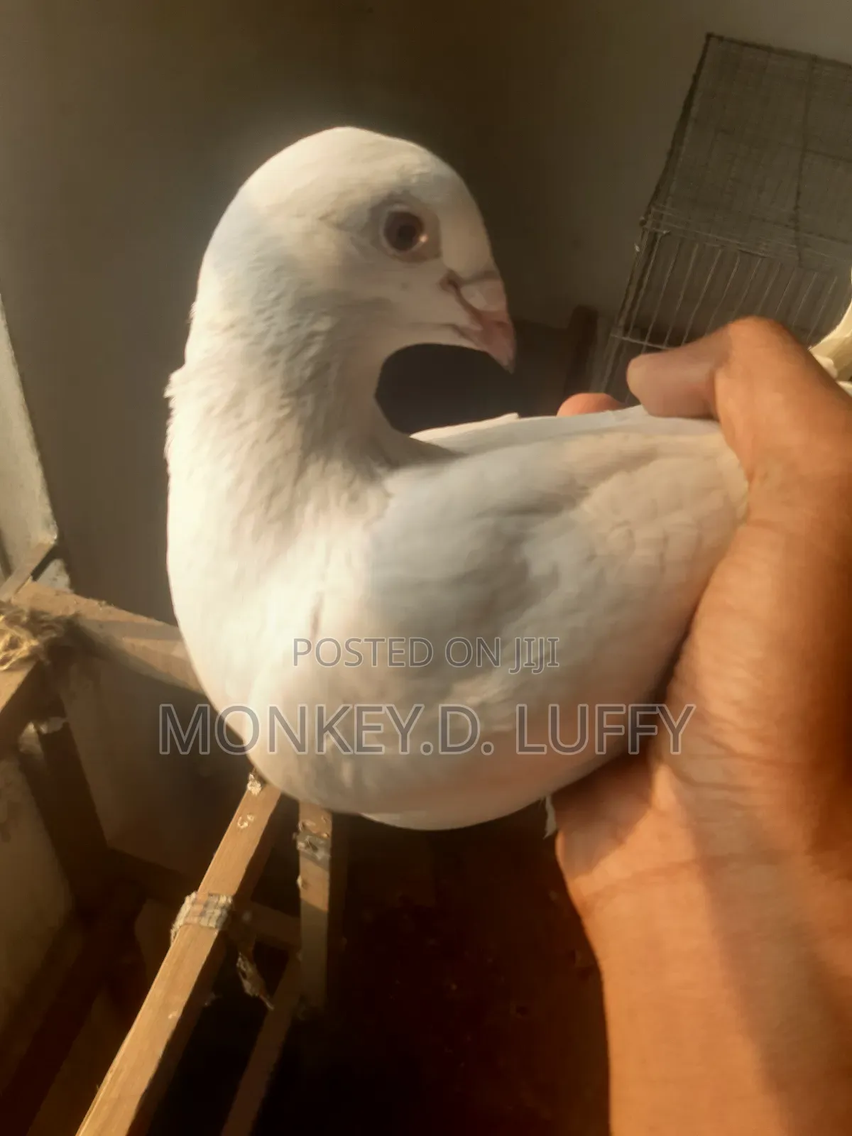 Racer Kobutor (Madi)