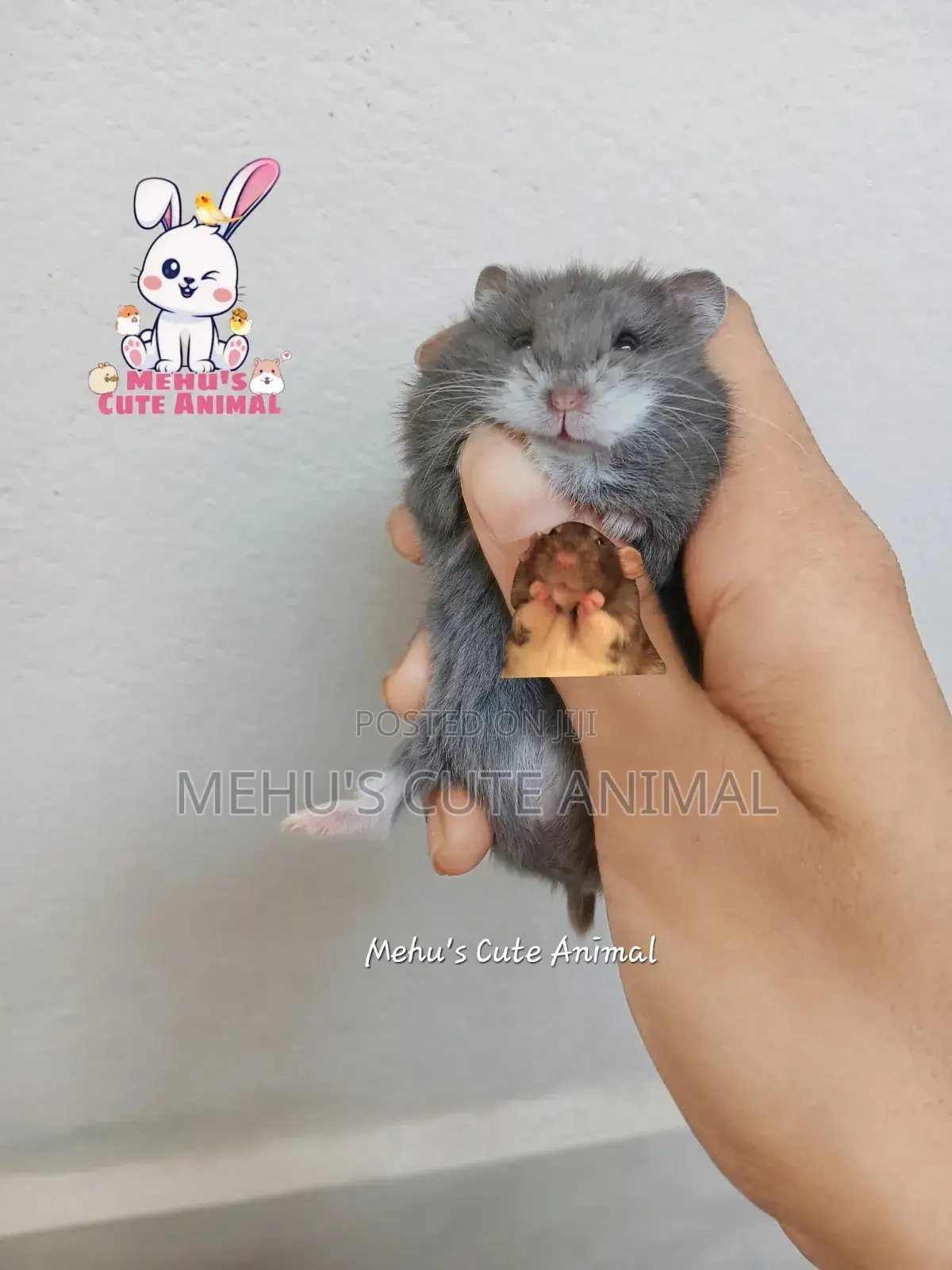 Blue Russian Dwarf Hamster