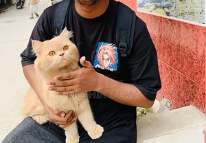 Photo - 1+ year Male Purebred Persian