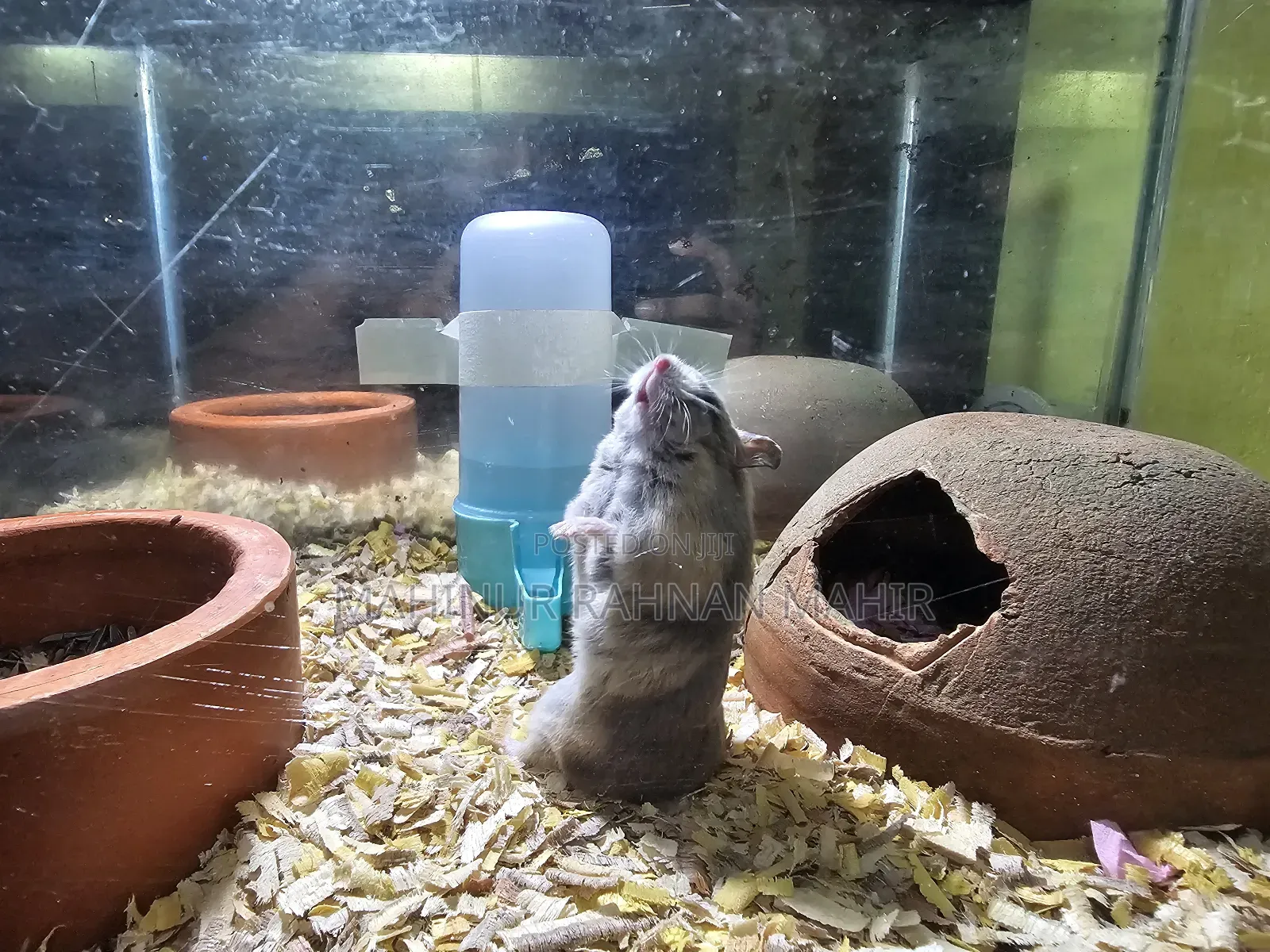 Russian Dwarf Hamster 
