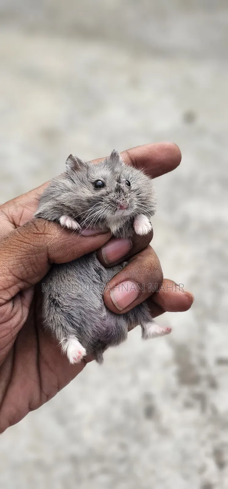 Russian Dwarf Hamster 