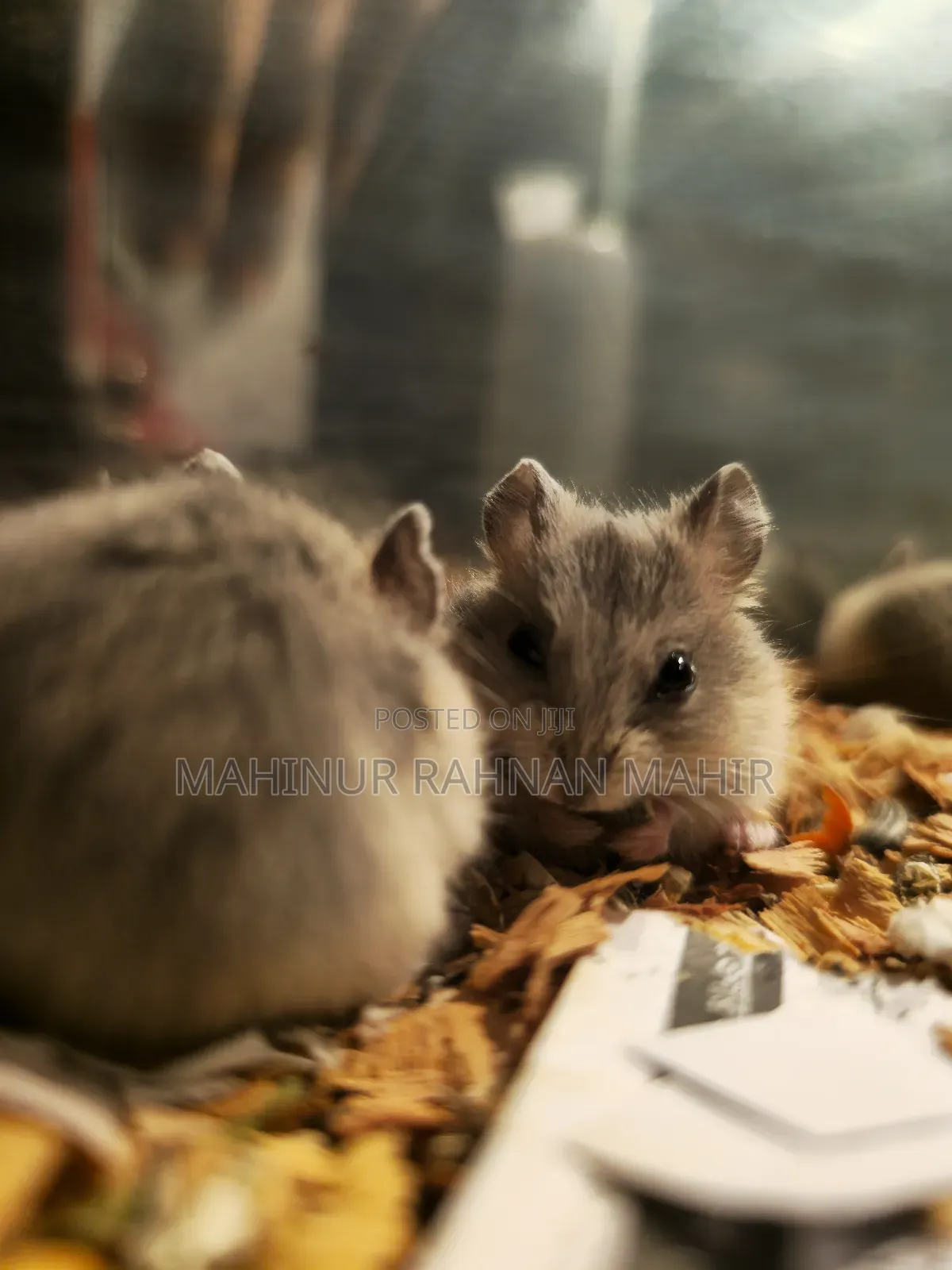 Russian Dwarf Hamster 