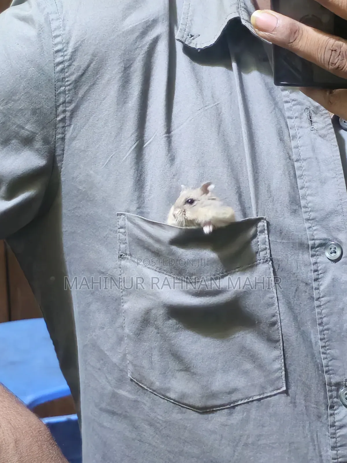 Russian Dwarf Hamster 