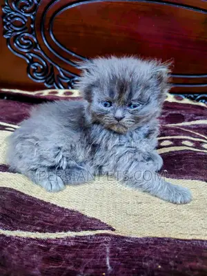 1-3 months Male Purebred Persian