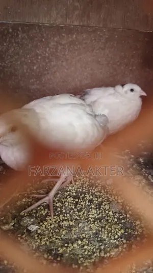 White Quail