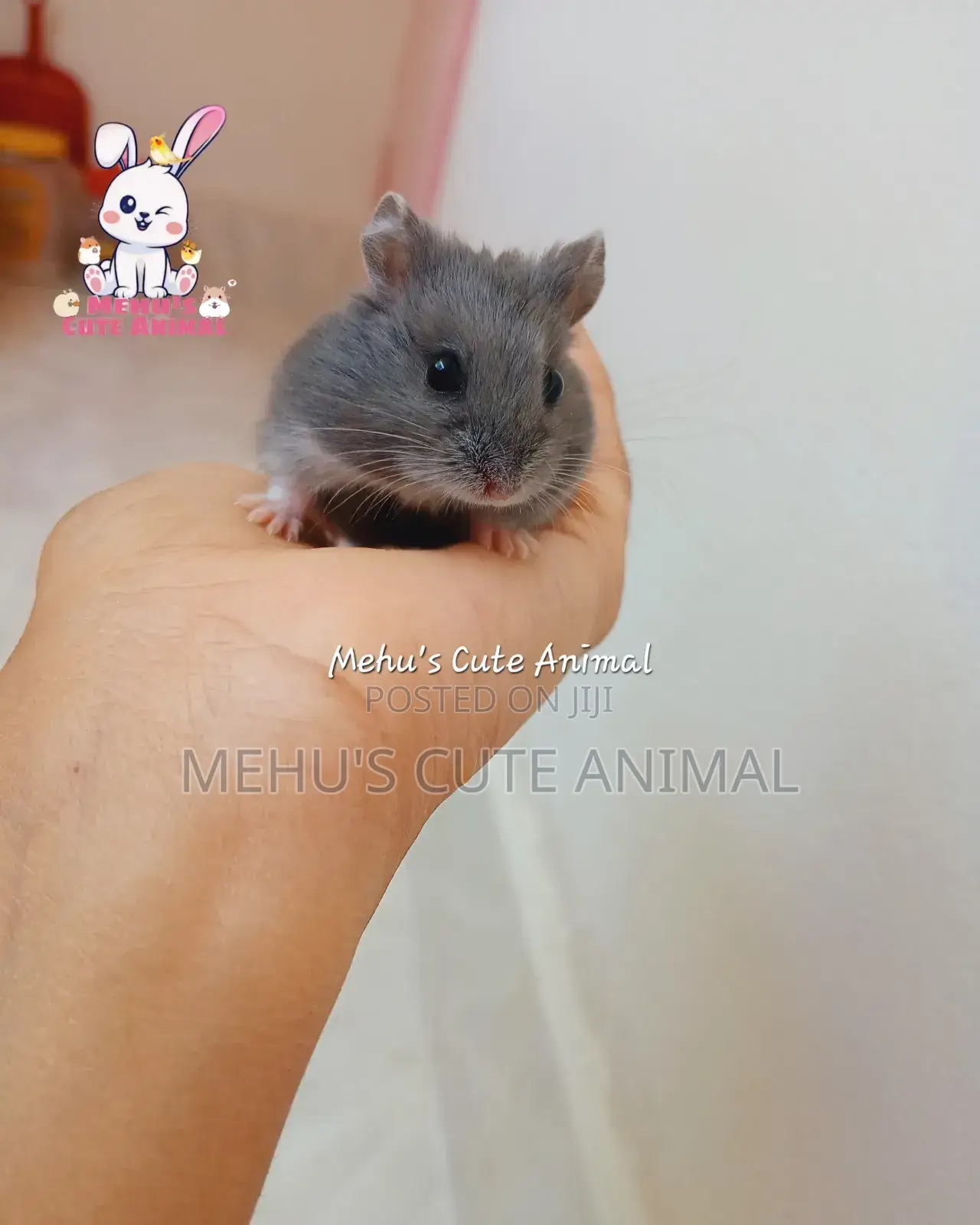 Russian Blue Dwarf Hamster