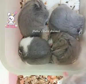 Russian Blue Dwarf Hamster