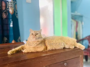 Photo - 6-12 months Male Purebred Persian