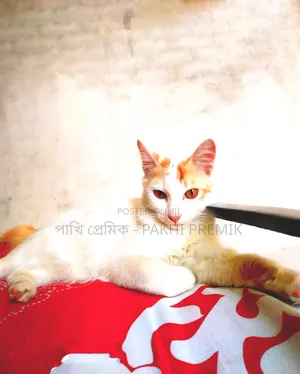 Photo - 1+ year Male Mixed Breed Turkish Van