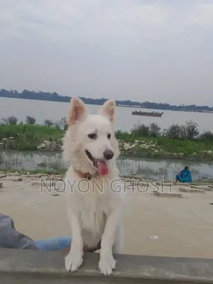 1+ year Male Mixed Breed Japanese Spitz