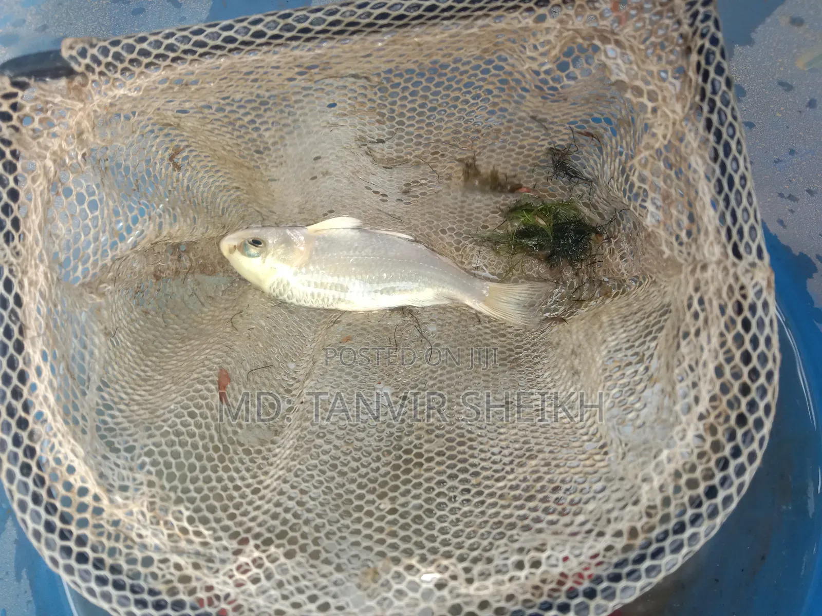 Double Dell Goldfish