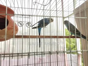 Photo - Budgerigar Pair