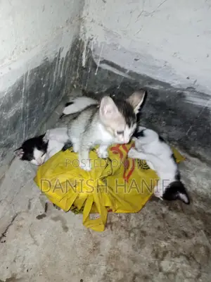Photo - 0-1 month Female Purebred Bengal