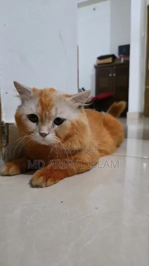 Photo - 6-12 months Male Mixed Breed Cat